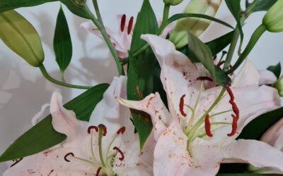 Lilium en los eventos